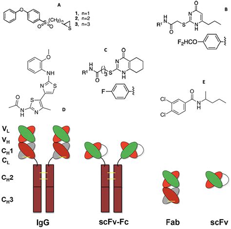 Frontiers Mechanisms Of Action Of Novel Drugs Targeting Angiogenesis