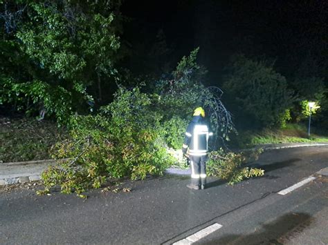 Baum Auf Stra E Ff Neustift A D Rosalia