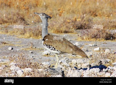 Namibian Bird Hi Res Stock Photography And Images Alamy