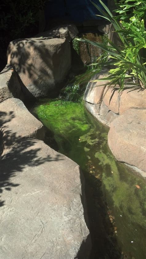 Pond Algae Basics and Pond Algae FAQ – Pacific Pond and Aquarium