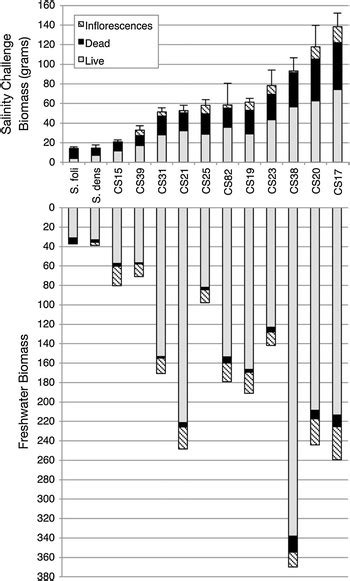 Spartina Densiflora S Foliosa And S Dxf Hybrid Aboveground Biomass