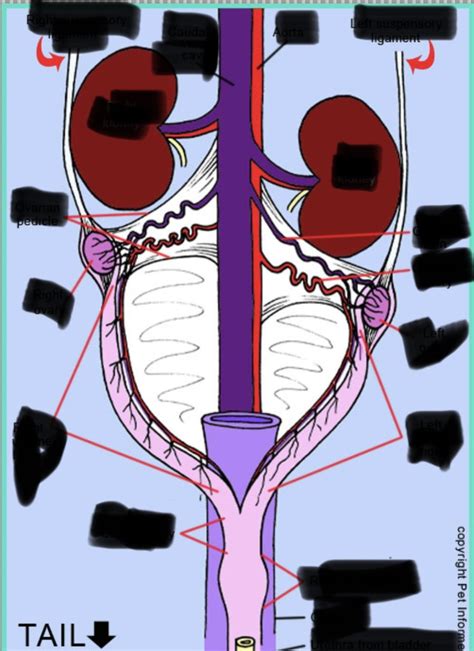 Clin Med Diagram 2 Diagram Quizlet