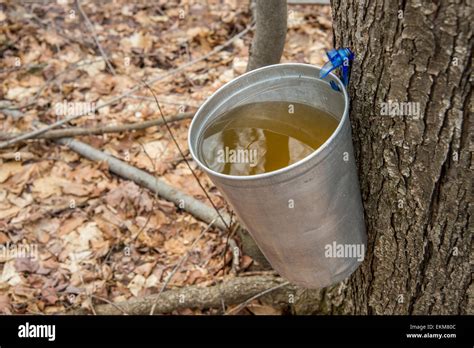 Pail Used To Collect Sap Of Maple Trees To Produce Maple Syrup In Stock