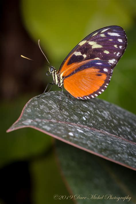 Dow Gardens Butterflies In Bloom Dave Michel Photography