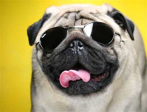 Pug with sunglasses. stock image. Image of male, obedient - 17800653