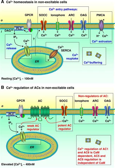 Mechanisms Of Ca 2 Regulation In Nonexcitable Cells And Effects On AC