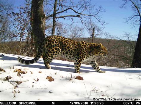 Amur Leopard Wild Photos Wildcats Conservation Alliance