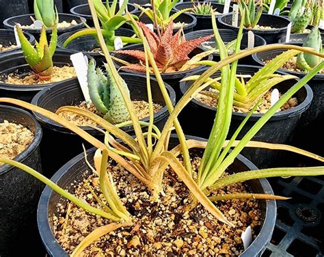 1g Aloe Ballii Reynolds These Aloes Are From The Chimanimani Mountains