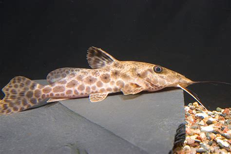 GIRAFFE-NOSED CATFISH Large - Bluegrassaquatics.com