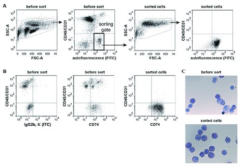 Facs Strategy And Purity Of Sorted Atii Cells A Atii Cells Were