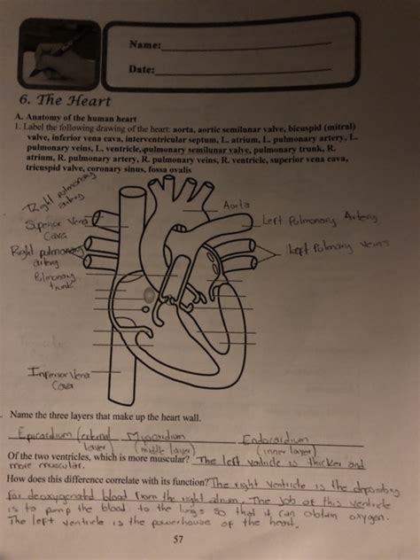 11 Drawing Of Human Heart With Label Robhosking Diagram