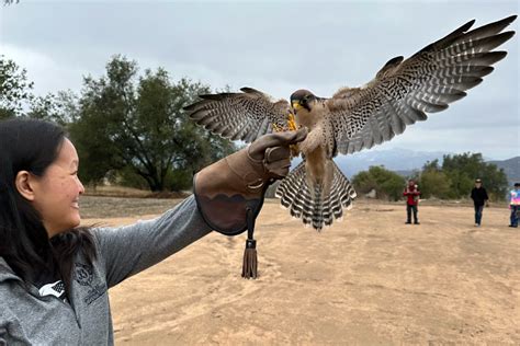 World Falconry Day | Sky Falconry