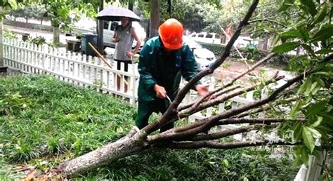 鹅浦公园树木被风刮倒 园林人员及时扶植清理 永嘉网