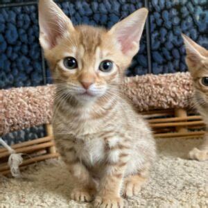 Ocicat Kittens Available Archives - ZENA CAT breeders