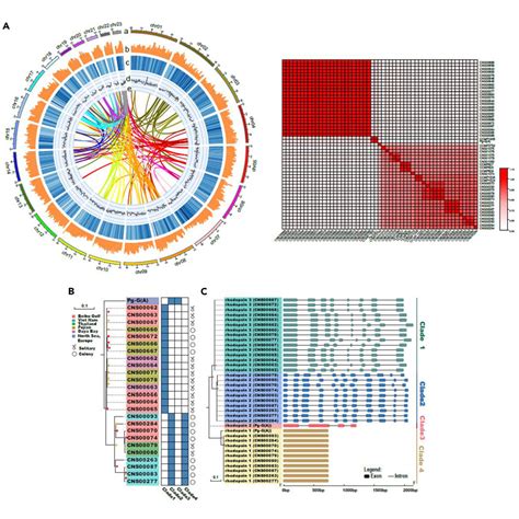 Chromosome Scale Genome Assembly Reveals Insights Into The Evolution And Ecology Of The Harmful