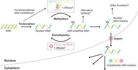 Cellular Pathways Of N6 Methyladenosine M6a In Nuclear Rnas