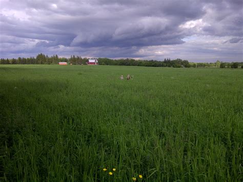 Sweet Flowers Farm - Junior herdsire #2 is Amy's Pride Prime Redbud