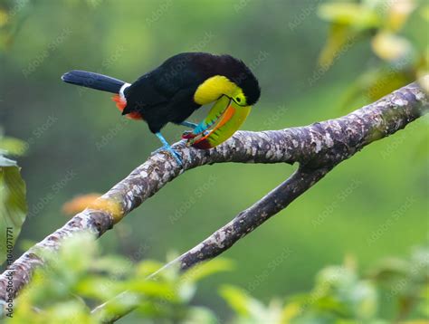 Eating Breakfast...A keel-billed Toucan, also called a rainbow Toucan ...