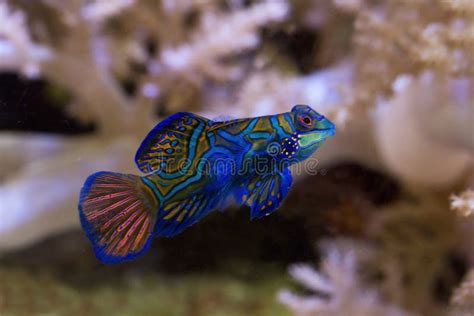 Mandarinfish Mandarin Dragonet Synchiropus Splendidus Stock Photo