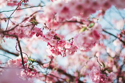 13th Annual Vancouver Cherry Blossom Festival • British Columbia Magazine