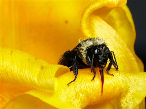 Queen Of The Drowned Bumblebees That Can Survive A Week Underwater A