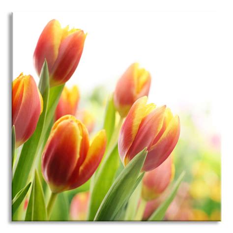 Brayden Studio Glasbild Bunte Tulpenwiese Wayfair De