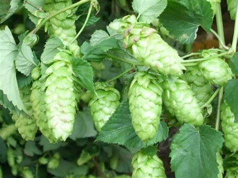 Hopfen Und Malz Gott Erhalts Burgdorf