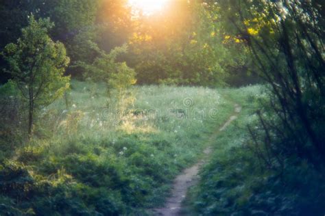 Path at sunrise forest stock image. Image of leaves, environment - 93598891