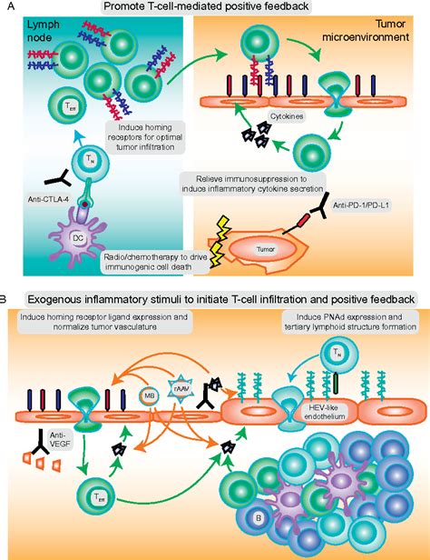 Figure 2 From Control Of Cd8 T Cell Infiltration Into Tumors By Vasculature And Microenvironment