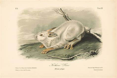 Audubon Bowen Octavo Pl Northern Hare Quadruped Octavo Edition