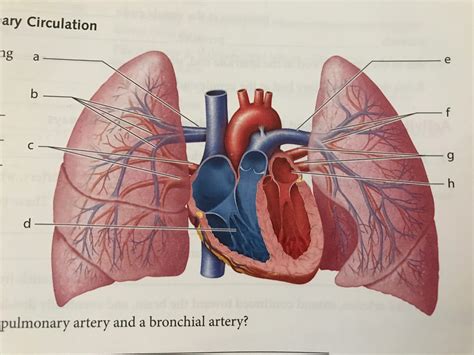 Pulmonary Circulation Image Diagram Quizlet