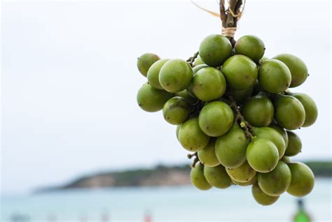 Guinep Fruit Healthier Steps