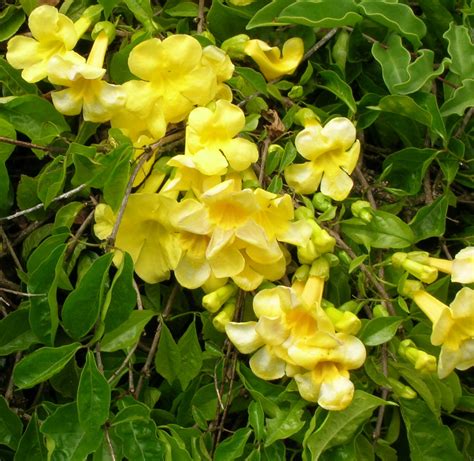 Yellow Trumpet Vine | Trumpet vine, Vines, Monrovia plants