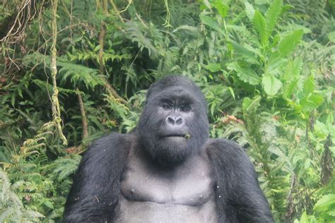 3 Day Mountain Gorilla Trek In Uganda Mgahinga National Park Safari