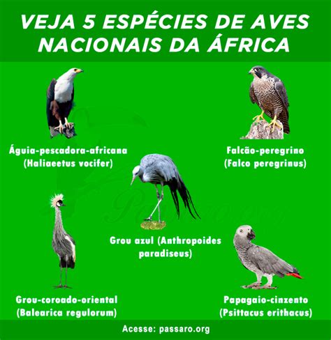 Esp Cies De Aves Nacionais Da Frica P Ssaros