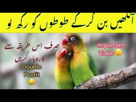 How To Start Love Birds Business In Pakistan Love Birds Business In