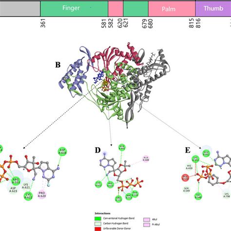 A Domain Organization And Interaction Of RdRp With Ligands The