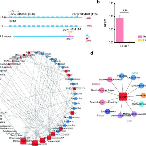 Igf2bp1 Interactions With Intestinal Microbes A The Regulation Of