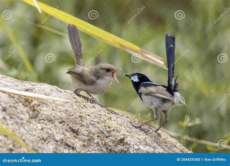 Superb Fairy Wren stock photo. Image of wren, male, australia - 204429300