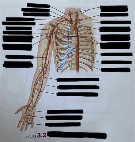 Arteries Of The Right Arm And Thorax Diagram Quizlet