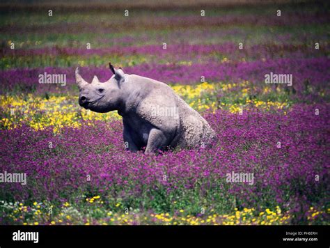 Black Rhino Sitting On A Sea Of Colorful Wild Flowers At Ngorongoro