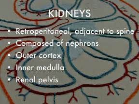 Nephrology And Urology By Heather Mccreery