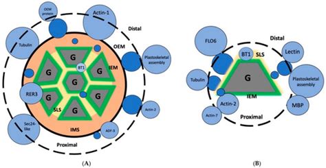 Proteomics And Metabolomics In Biomedicine