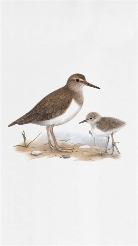 Common Sandpiper Bird Drawing Behance