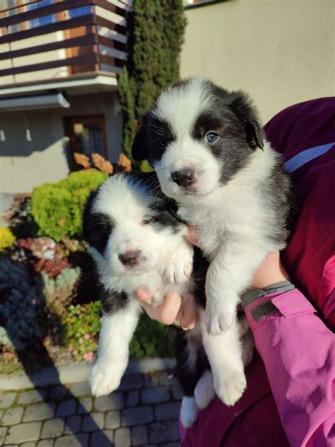 Szczeniaki Border Collie G Owienka Olx Pl