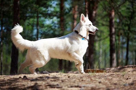 Meet the White Swiss Shepherd!