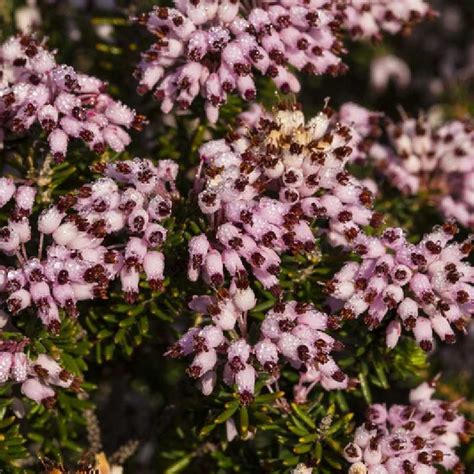 Bruyère à fleurs multiples Erica multiflora