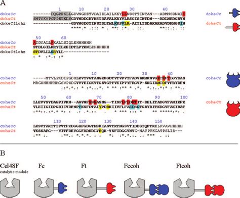 Sequence Alignments And Schematic Representation Of Cellulosomal