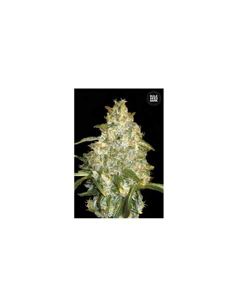 Auto Good Wild Shark Bulk Seed Bank Autoflowering Seeds