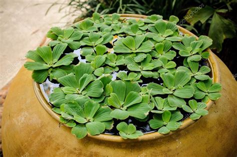 Floating Plant Water Lettuce Pistia Stratiotes Linn Stock Photo